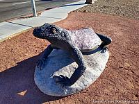 Giant Chuckwalla