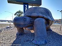 Arizona's Giant Tortoise in Bullhead City