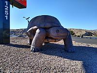 Giant Tortoise