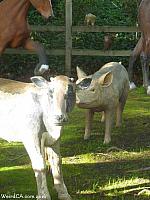 Farm animals that are part of the Alamo Menagerie