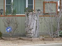 A rescued tree on display across from the park.