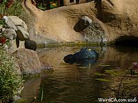 A yellow eyed alligator guards the moat