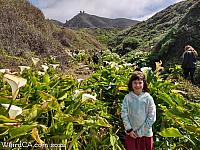 Calla Lily Valley