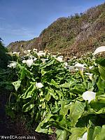 Calla Lily Valley along Highway 1 north of Big Sur