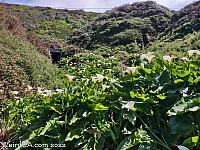 Calla Lily Valley