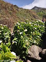 Calla Lily Valley