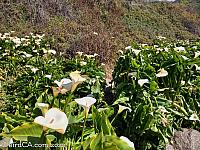 Calla Lily Valley