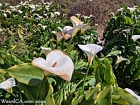 Calla Lily Valley