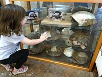 Tortoise shells