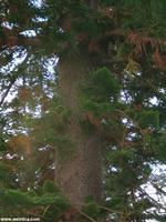 Tree at the Hotel Coronado