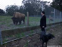 Joe and Ruby meet the bison of San Francisco