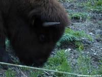 Bison spend most of their time grazing.
