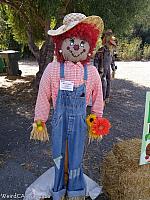 Hundreds of Scarecrows arrive in Cambria every year in October!