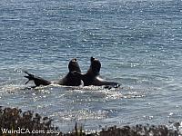 Elephant Seals