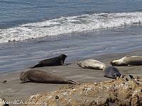 Elephant Seals