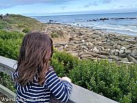 Elephant Seals