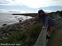 Elephant Seals