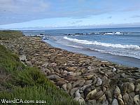 Elephant Seals along Route 1