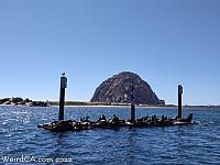 Sea Lions on a platform before Morro Rock