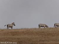 San Simeon Zebras