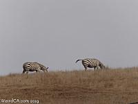 San Simeon Zebras