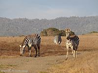 Zebras run wild in the hills south of San Simeon!