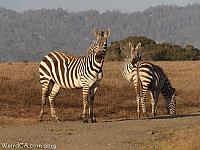 San Simeon Zebras