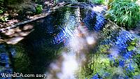 Koi Pond in Pogonip