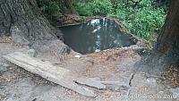 Koi Pond in Pogonip