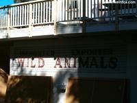 Importer Exporter Wild Animals