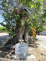 A Lady in White haunts the sycamore tree at the end of Sycamore Road along Highway 126!