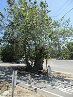 The Sycamore Tree at the end of Sycamore Road