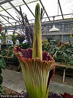 Corpse Flower