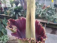 Corpse Flower