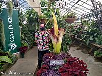 Corpse Flower