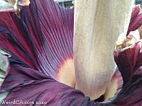 Corpse Flower