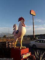 Banning Giant Rooster