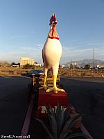 Banning Giant Rooster