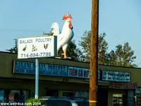 Midway City - Baladi Poultry