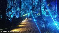 Enchanted Forest of Lights