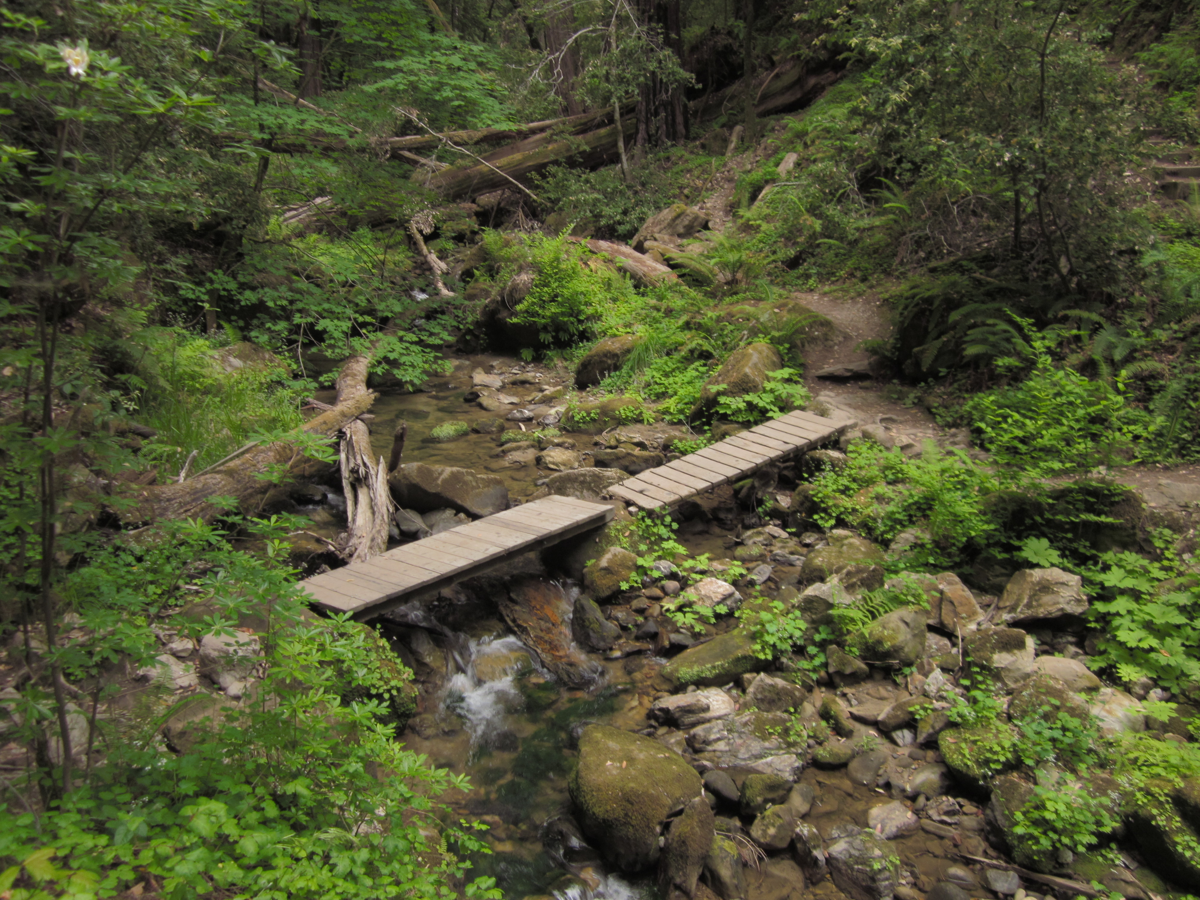 William Waddell Creek - picture from <a href='http://commons.wikimedia.org/wiki/File:West_Waddell_Creek.jpg'>Wikimedia</a> William Waddell Creek - picture from <a href='http://commons.wikimedia.org/wiki/File:West_Waddell_Creek.jpg'>Wikimedia</a>