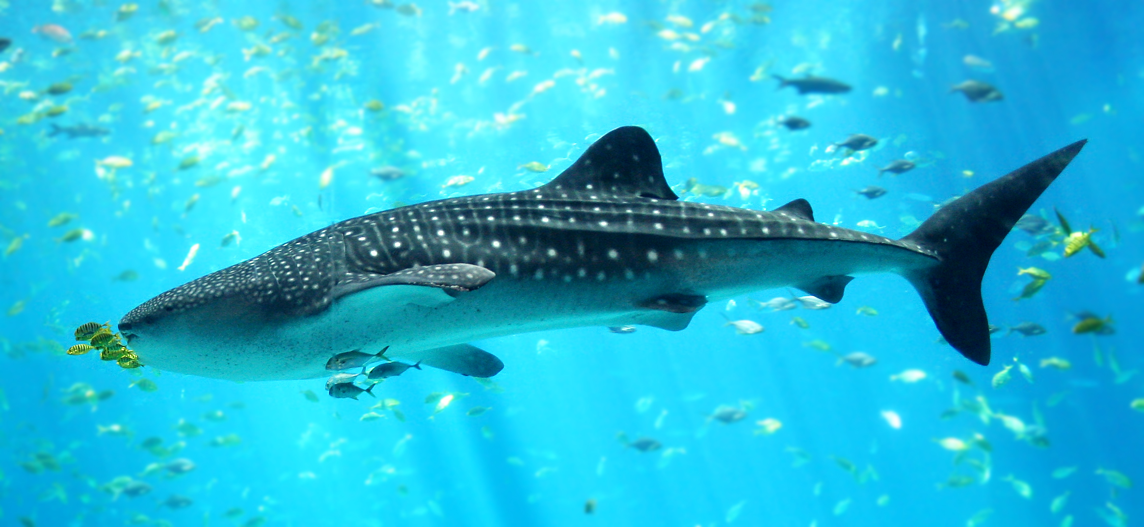 Whale Shark - photo from <a href='https://commons.wikimedia.org/wiki/File:Whale_shark_Georgia_aquarium.jpg'>Wikimedia</a> Whale Shark - photo from <a href='https://commons.wikimedia.org/wiki/File:Whale_shark_Georgia_aquarium.jpg'>Wikimedia</a>