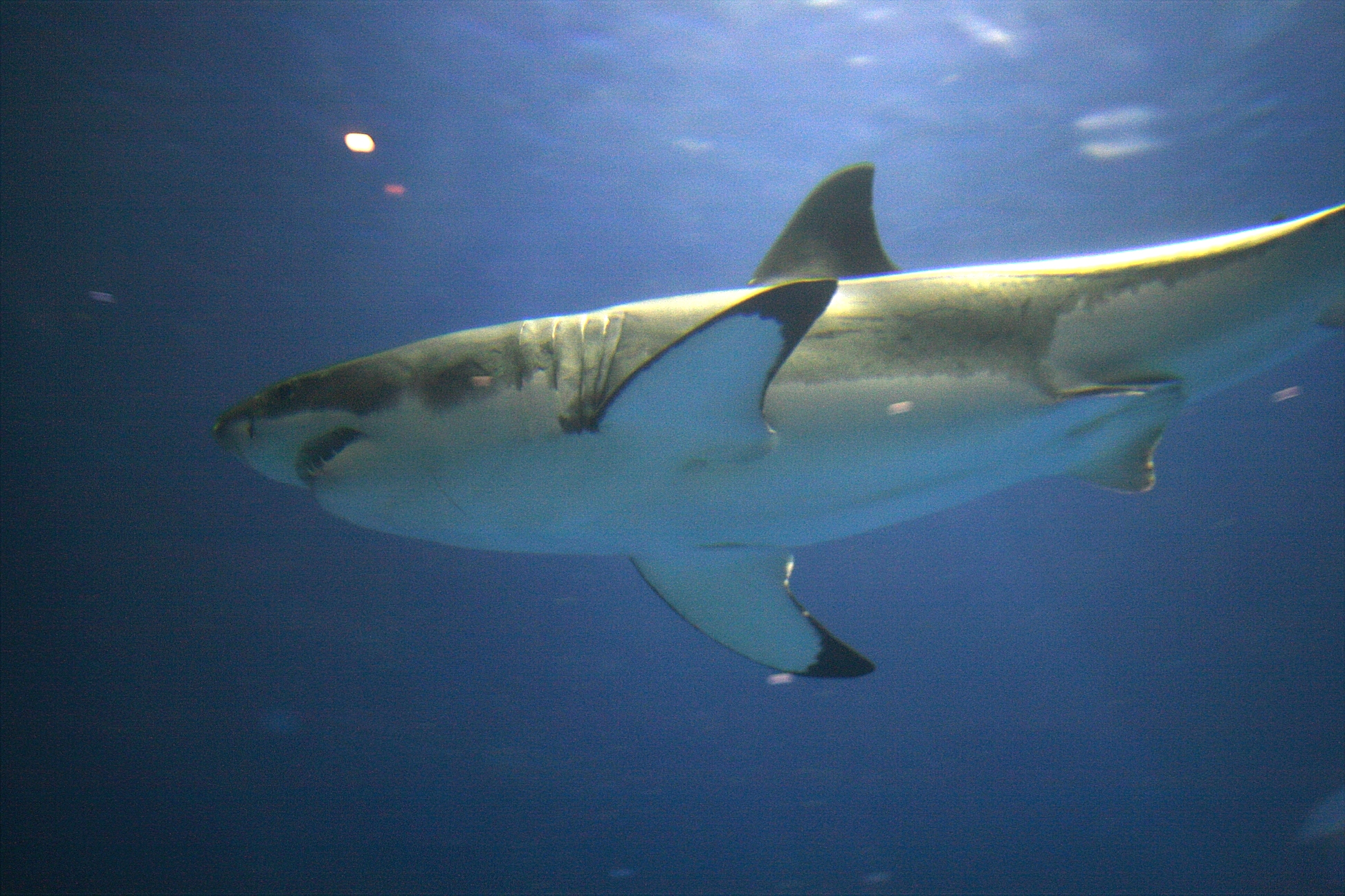 Great White at Monterey Bay Aquarium - <a href='https://commons.wikimedia.org/wiki/File:Great_white_aqurium.jpg'>Photo from Wikimedia</a> Great White at Monterey Bay Aquarium - <a href='https://commons.wikimedia.org/wiki/File:Great_white_aqurium.jpg'>Photo from Wikimedia</a>