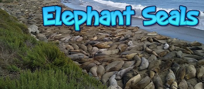 Thousands of elephant seals gather here every year!