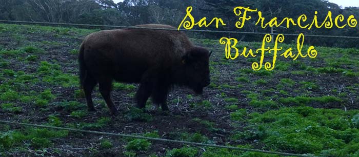 Golden Gate Park Buffalo Paddock