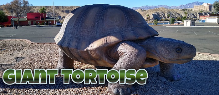 Giant Desert Tortoise (Arizona)