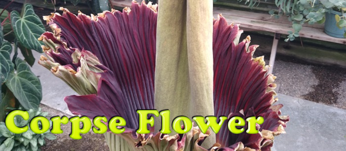 Corpse Flower