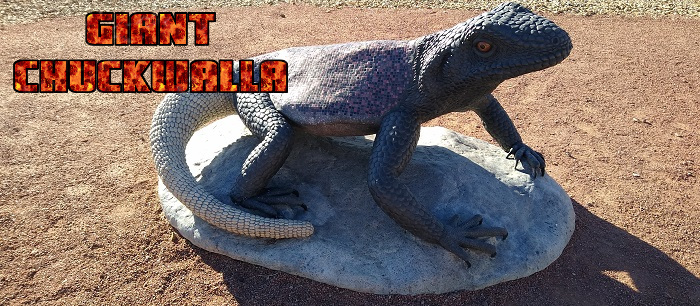 Giant Chuckwalla